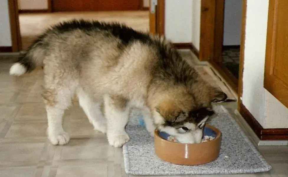 aplicar regraQué hacer si mi perro se está ahogando con comida Que_hacer_si_mi_perro_se_esta_ahogando_con_comida