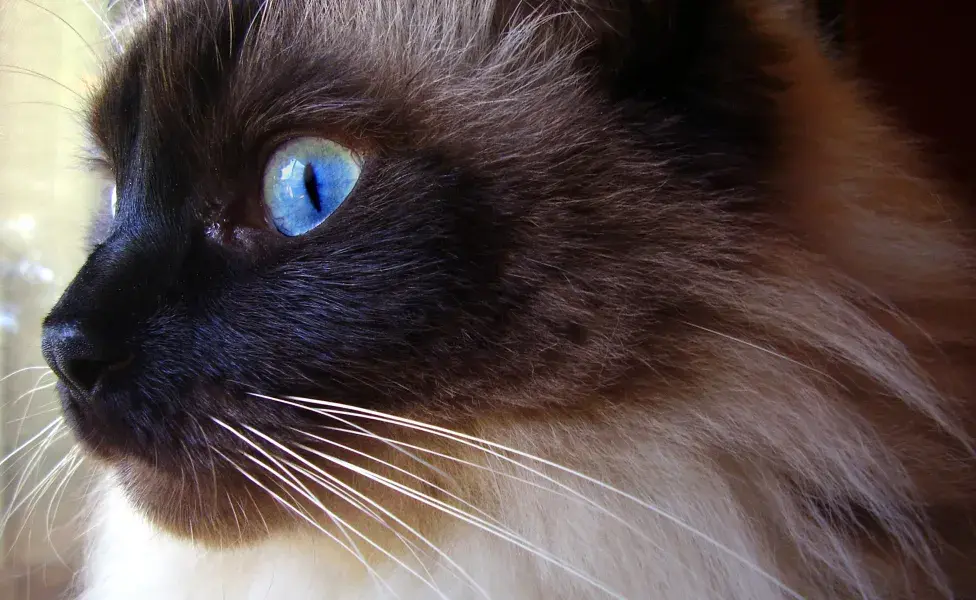 aplicar regra10 datos curiosos sobre el Gato Ragdoll, uno de los más cariñosos RagdollCat