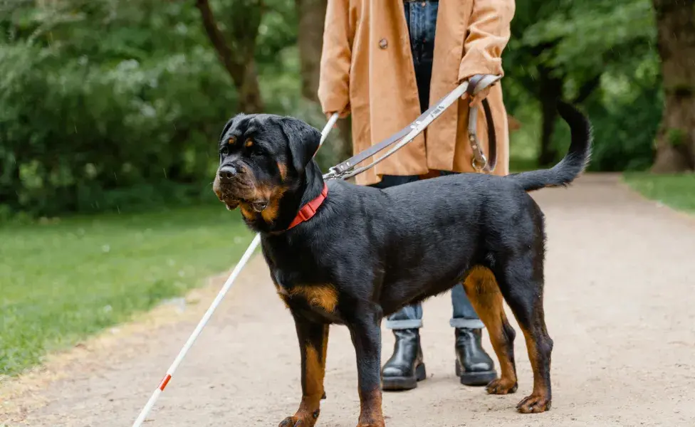 Los Rottweiler tienen reputación de ser agresivos y bravos. 