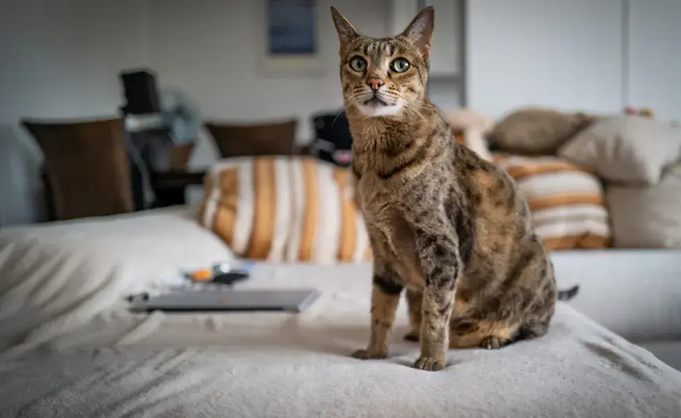 aplicar regraRazas de gatos finos , y nada tiene que ver con el precio Savannah