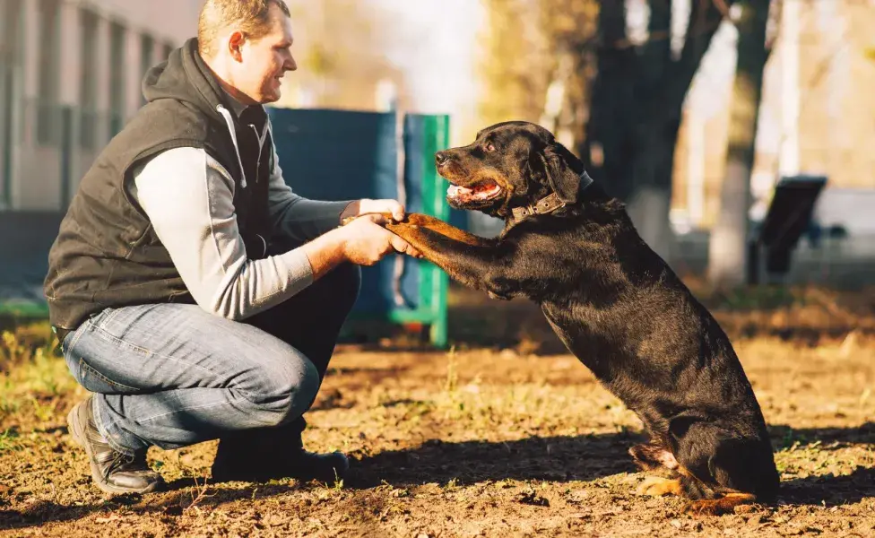 Señor entrenando a su perro. Foto: Envato/ NomadSoul1