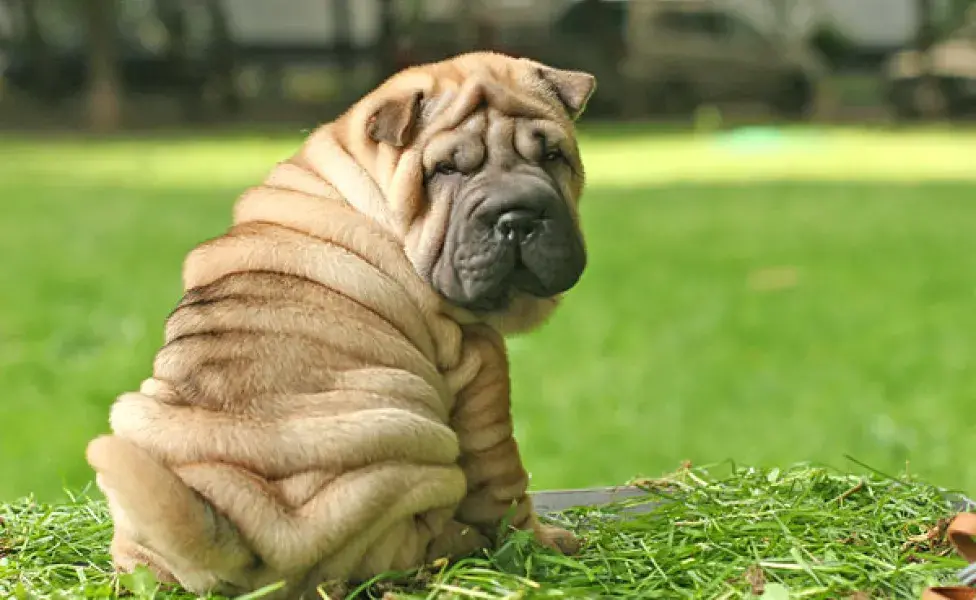 aplicar regraEstas son las razas de perros más difíciles de entrenar ¿Tu perro es una de ellas? Sharpei