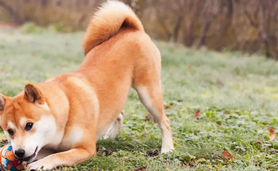 aplicar regra5 razas de perros japoneses más populares Shiba%20Inu