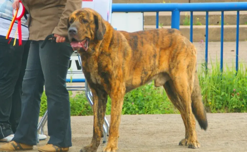 aplicar regra¿Cuántos tipos de perros Mastín existen? Spanish_Mastiff