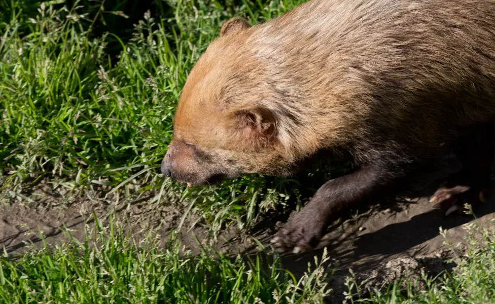 aplicar regraPerro de monte ¿Puede ser un perro doméstico? Speothos_venaticus_-_02