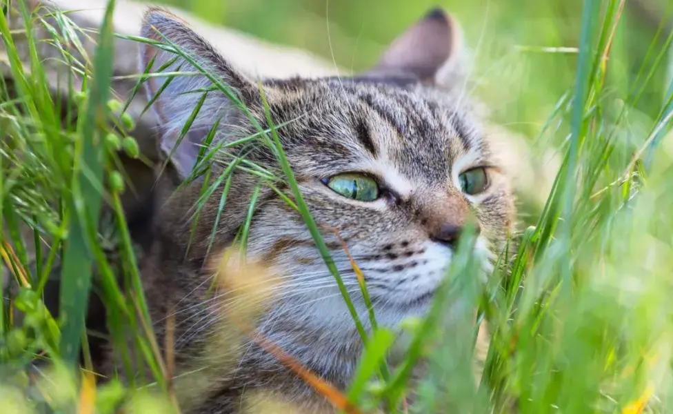 aplicar regra¿Es peligroso que los gatos coman pasto? Tipos_de_hierba_de_gato_hierbas_seguras_para_tu_minino