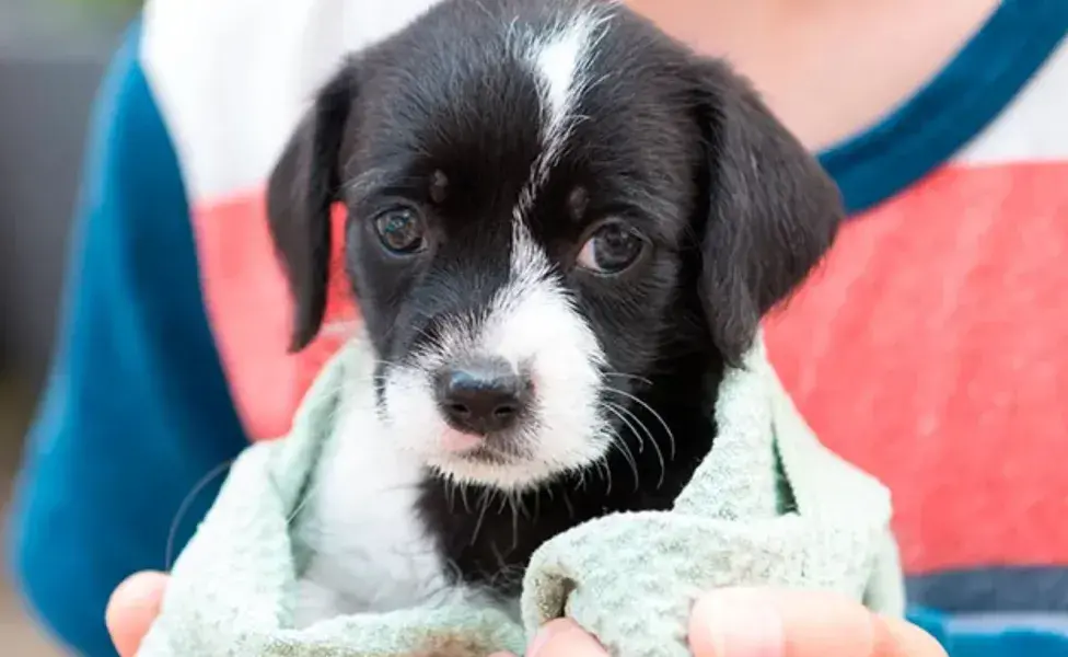 Adoptar una mascota no debe ser una decisión impulsiva.