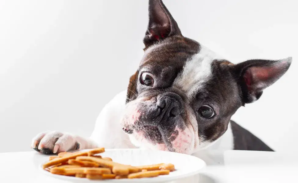 Premios para perros