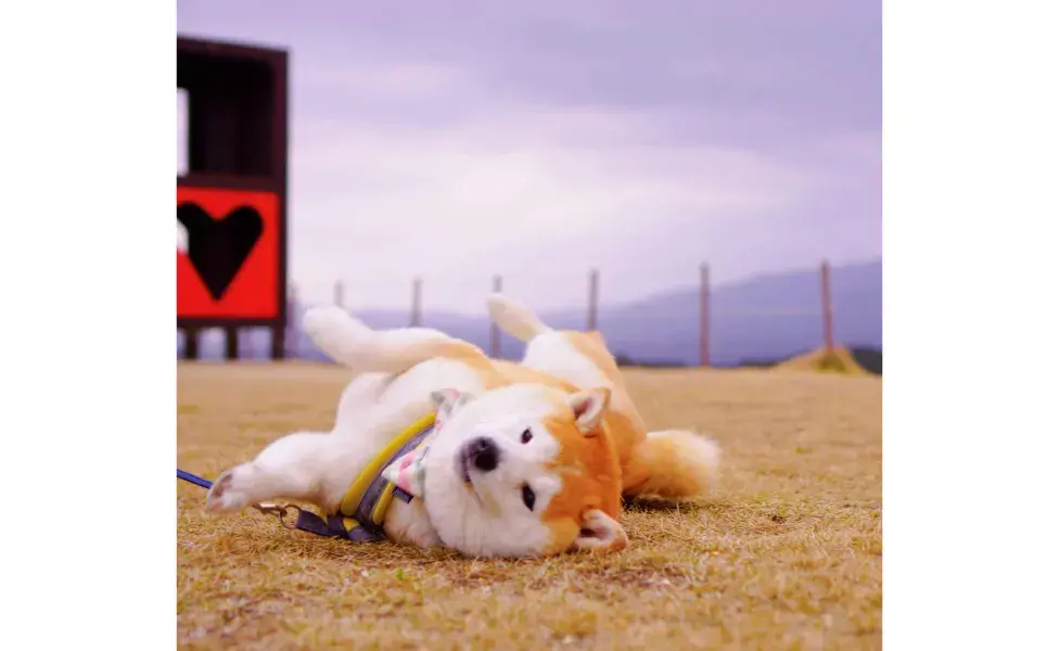 Akita acostado patas para arriba en el campo. Foto: Pexels/Makiko Fujimoto