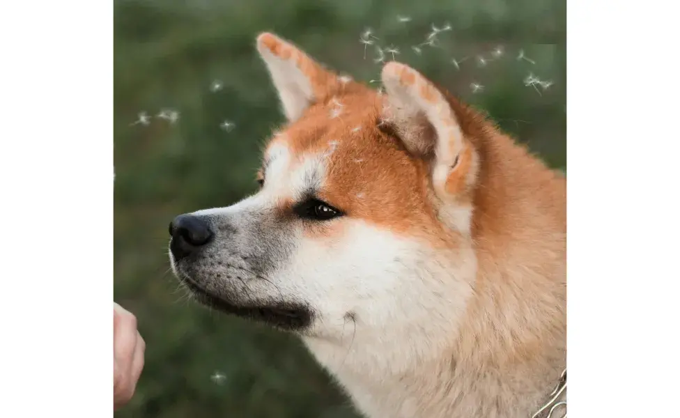 Perro Akita en el campo. Foto: Pexels/Kateryna Babaieva