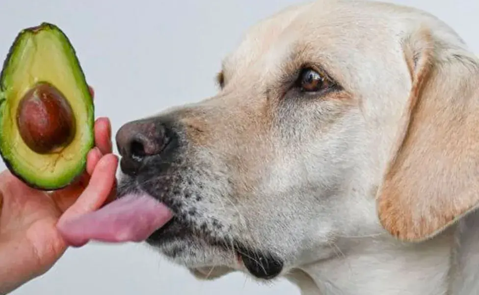 En lugar de palta, considera ofrecer a tu perro frutas y verduras seguras y nutritivas