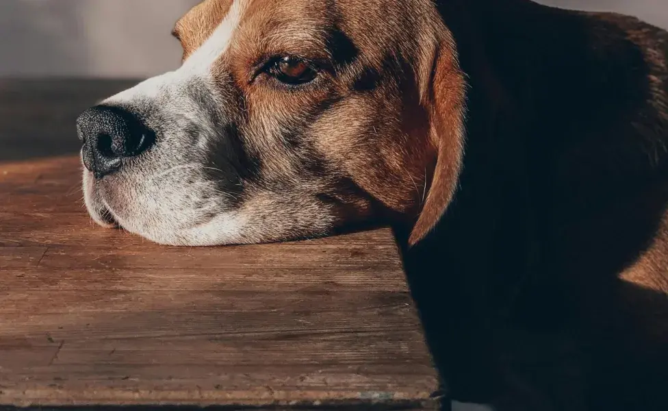 Tu perro puede destruir cosas dentro de la casa por la ansiedad de separación.