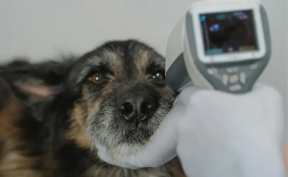 Este aparato puede predecir con precisión el tiempo de vida de tu perro.