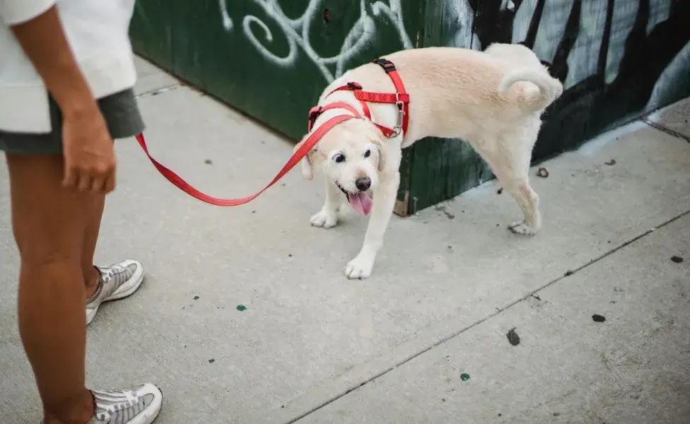 En vez de un collar para perros, puedes usar un arnés.