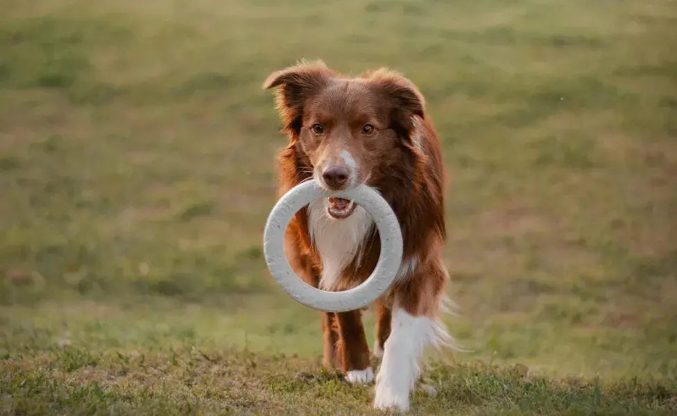 Cuidado con los discos voladores para perros, se pueden lastimar.