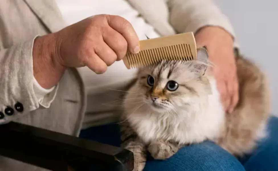 Para los gatos de pelo largo, el cepillado debe ser más frecuente.