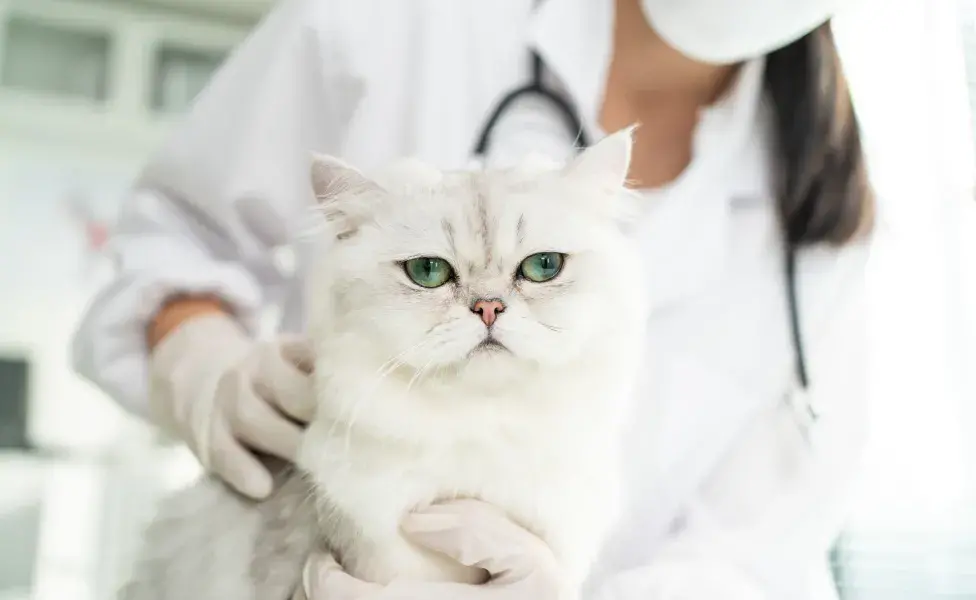 Leucemia en gatos