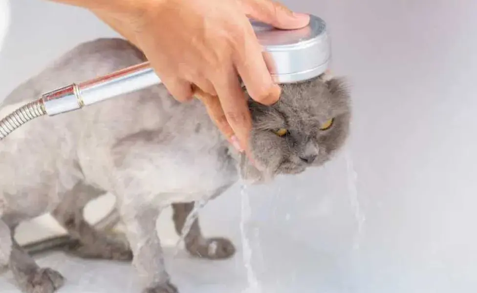 Gato enojado bañándose. Foto: Pexels/ Karin Chantanaprayura