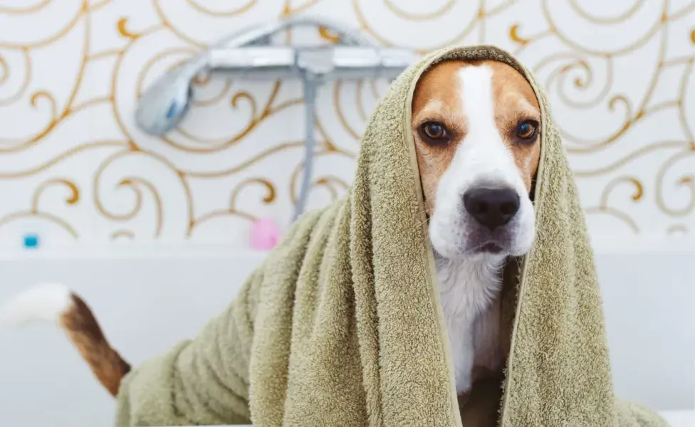 Aunque el perro se sacuda, es importante secarlo con una toalla para eliminar el exceso de agua