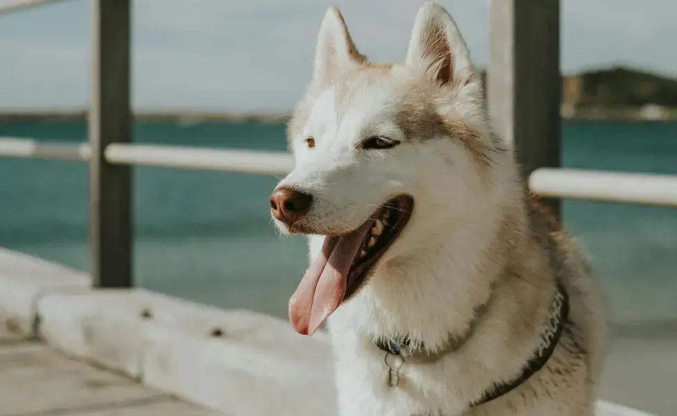 El babeo excesivo puede provocar que los perros dejen de comer.