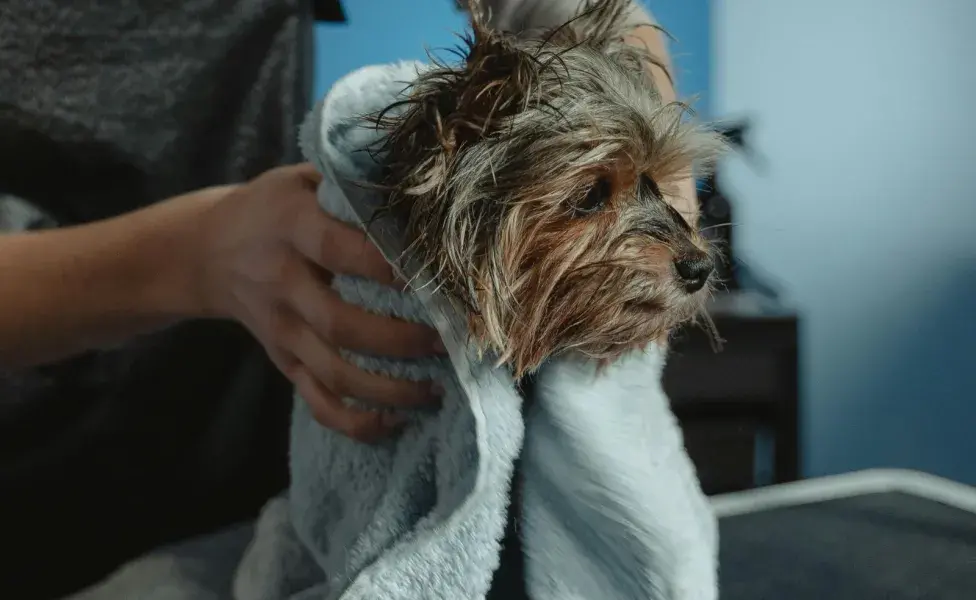 Bañar en exceso a tu perro puede causarle problemas en la piel.