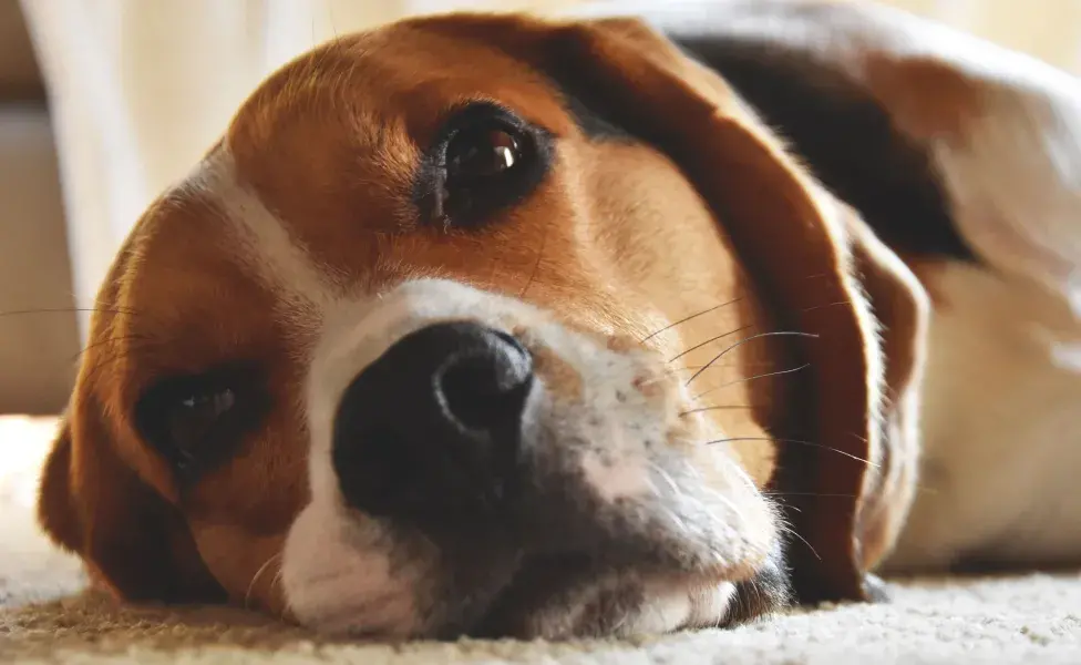 El Beagle es una raza con mucha energía y una gran capacidad de aprendizaje