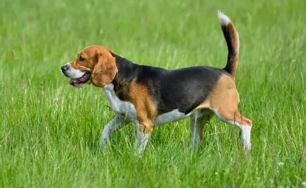 aplicar regraEstas son las razas de perros más difíciles de entrenar ¿Tu perro es una de ellas? beagle_0