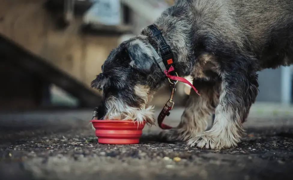 platos para perro