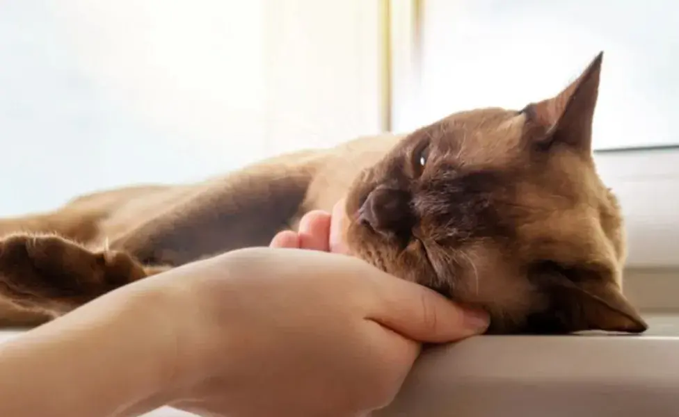 aplicar regraDescubre las 10 razas de gatos que más disfrutan pasar tiempo cerca de su tutor birmano_0