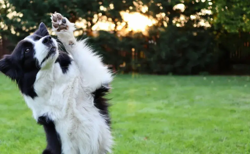 aplicar regra10 razas de perros que son conocidas por su inteligencia border%20collie