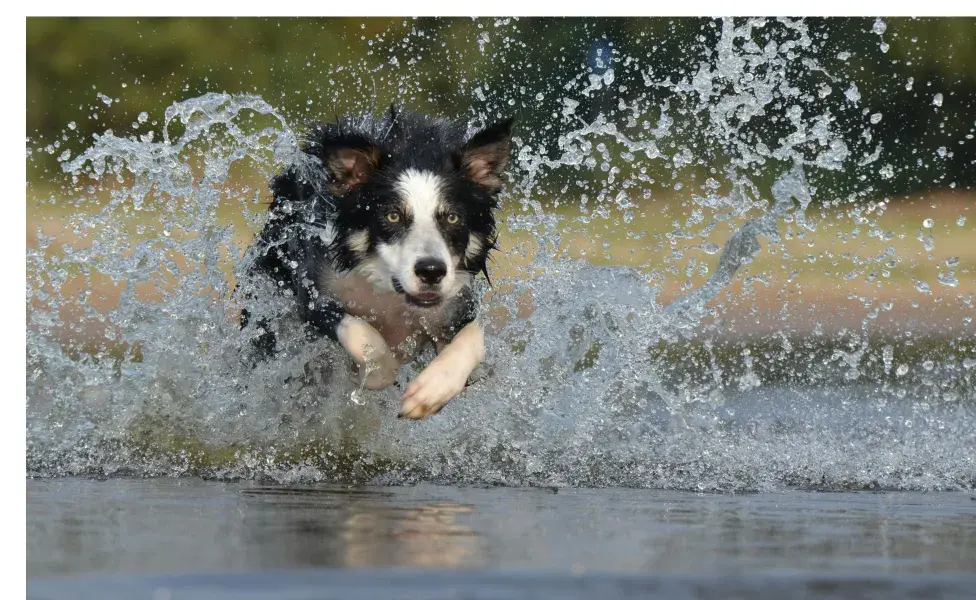 Border Collie en el agua. Foto: Pexels/Pixabay