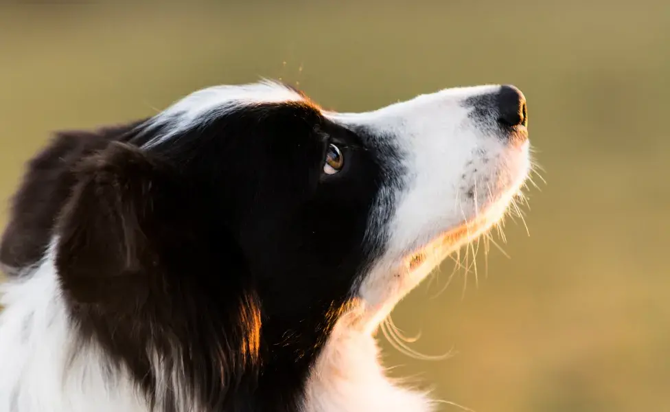 ¿Cuál es el perro más inteligente del mundo? Todo sobre la raza