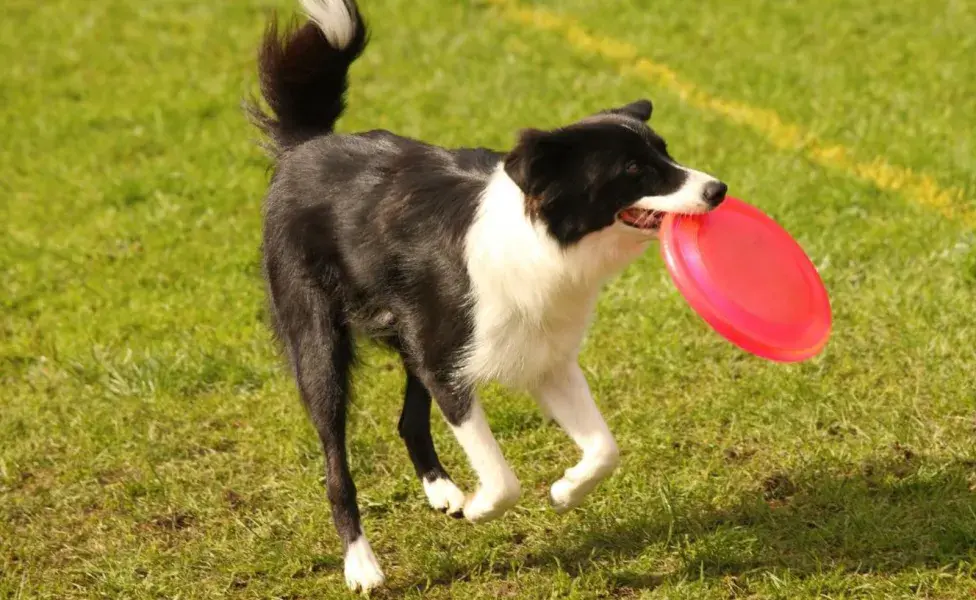 Estos perros son excelentes compañeros para personas con discapacidades.