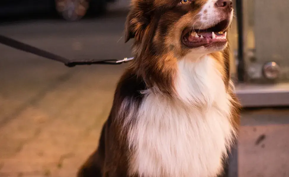 ¿Cuál es el perro más inteligente del mundo? Todo sobre la raza