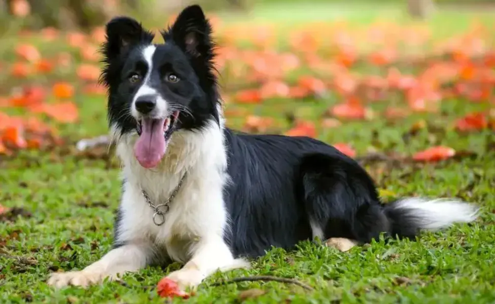 El entrenamiento es un componente crucial en el desarrollo de la inteligencia canina.