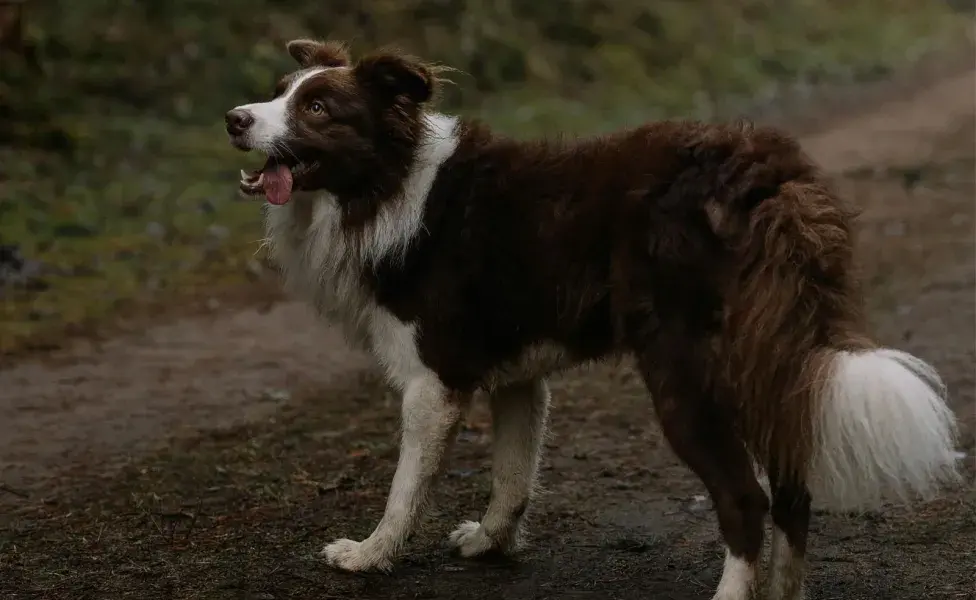 Perros como los Border Collies tienen una gran capacidad de orientación.