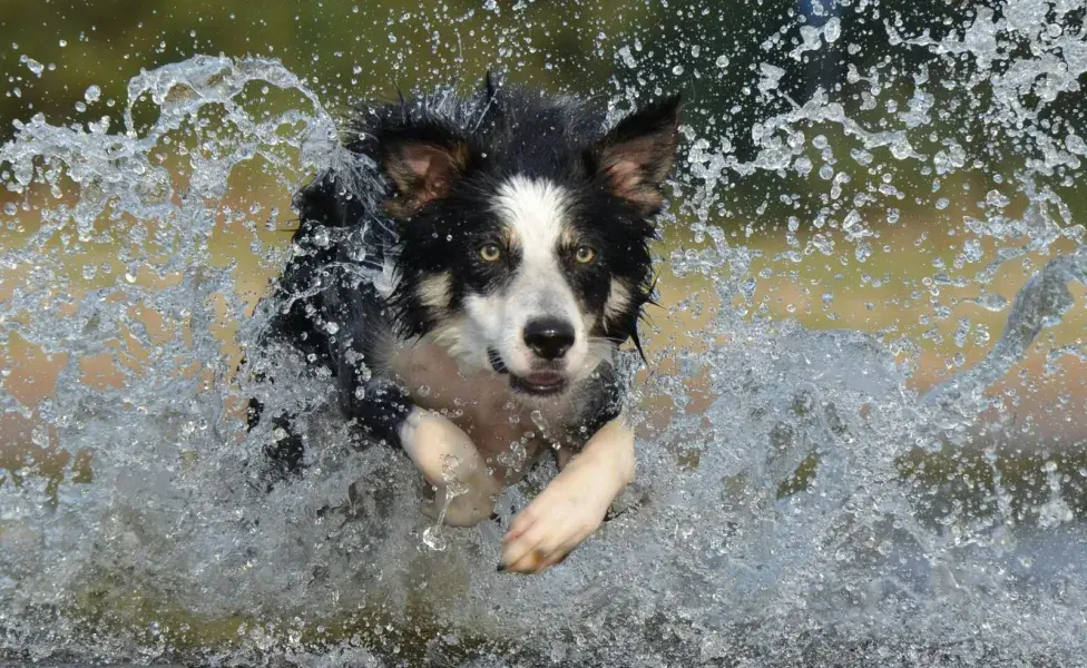 Los border collie son conocidos por su inteligencia. 