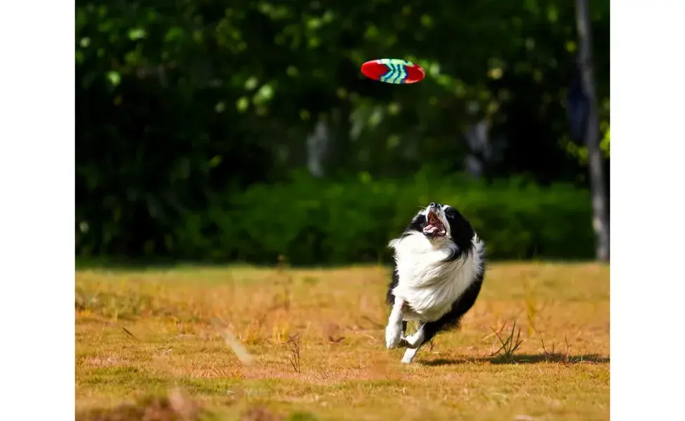 Border Collie jugando en un parque. Foto: Pexels/Leo Bao