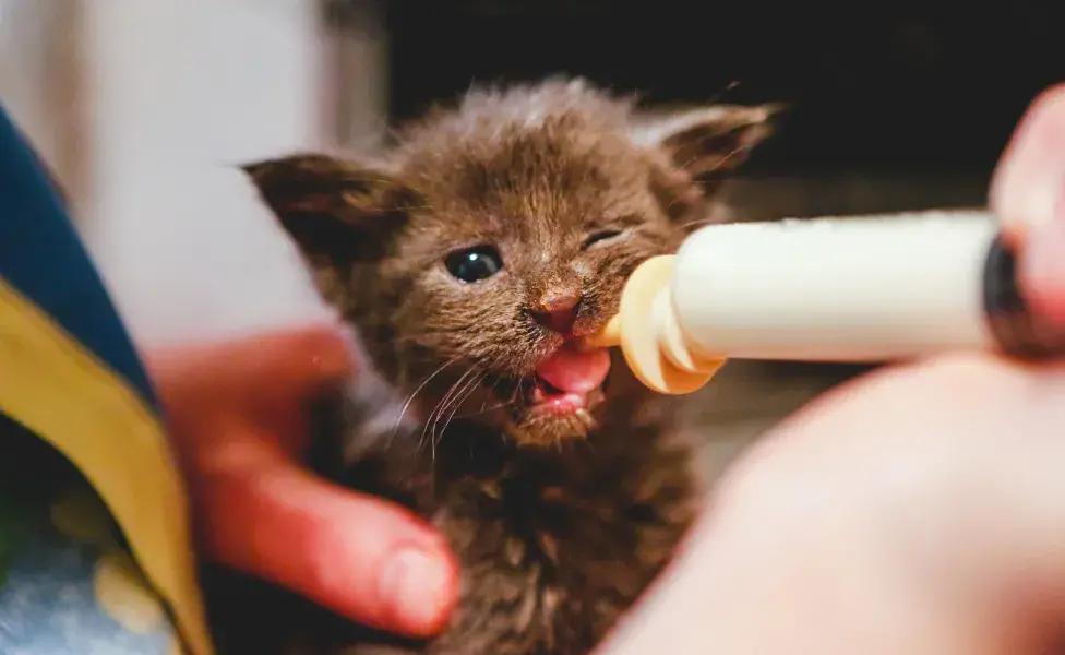 Leche para gatitos