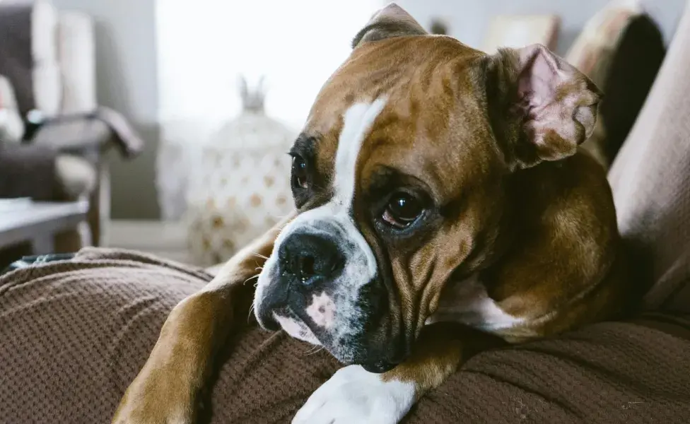 Los Bóxer nacieron en Alemania.