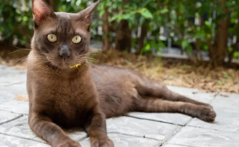 aplicar regraDescubre las 10 razas de gatos que más disfrutan pasar tiempo cerca de su tutor brown_0