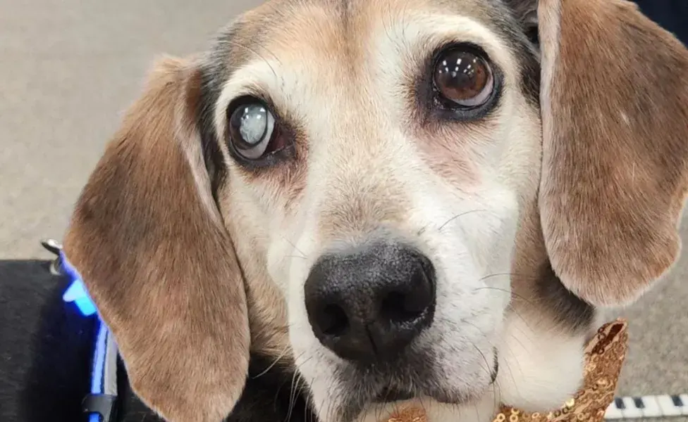 Mercury, el perro beagle que tocaba el piano. Foto: Instagram/buddymercury