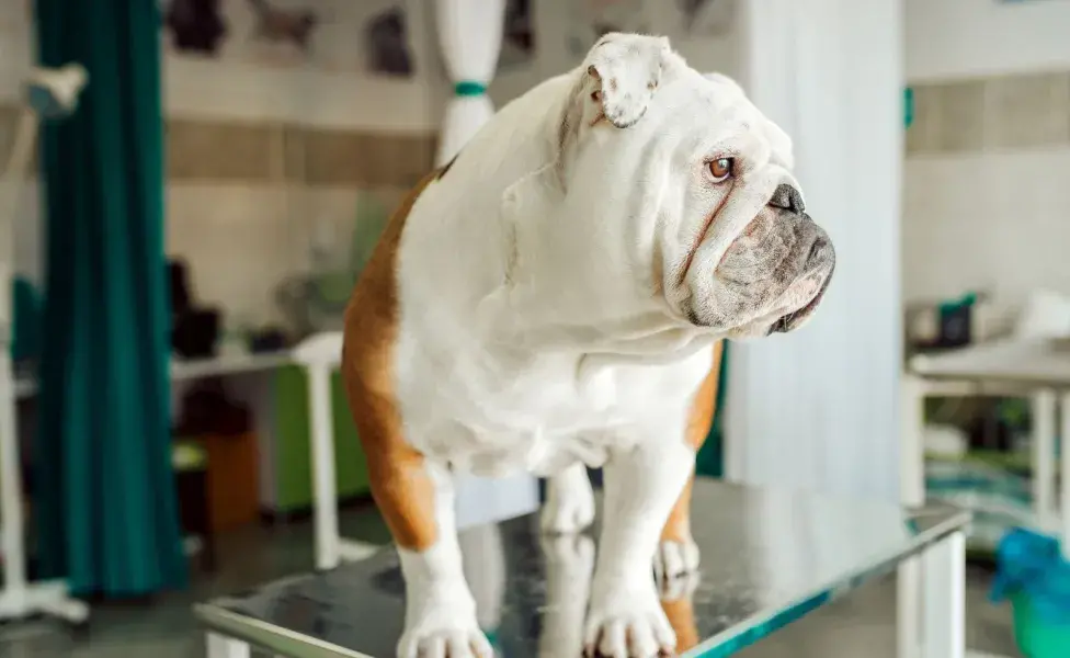 Visitas regulares al veterinario son esenciales para detectar y tratar problemas de salud a tiempo. Foto: Envato/bnenin