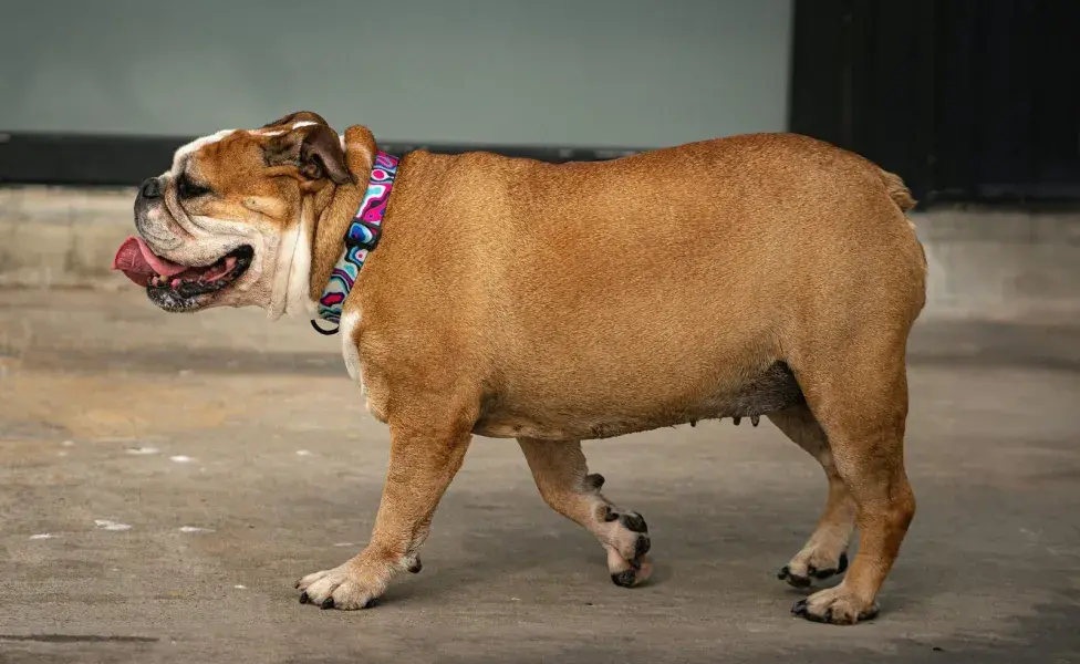 Tu perro puede experimentar más hambre durante el embarazo.