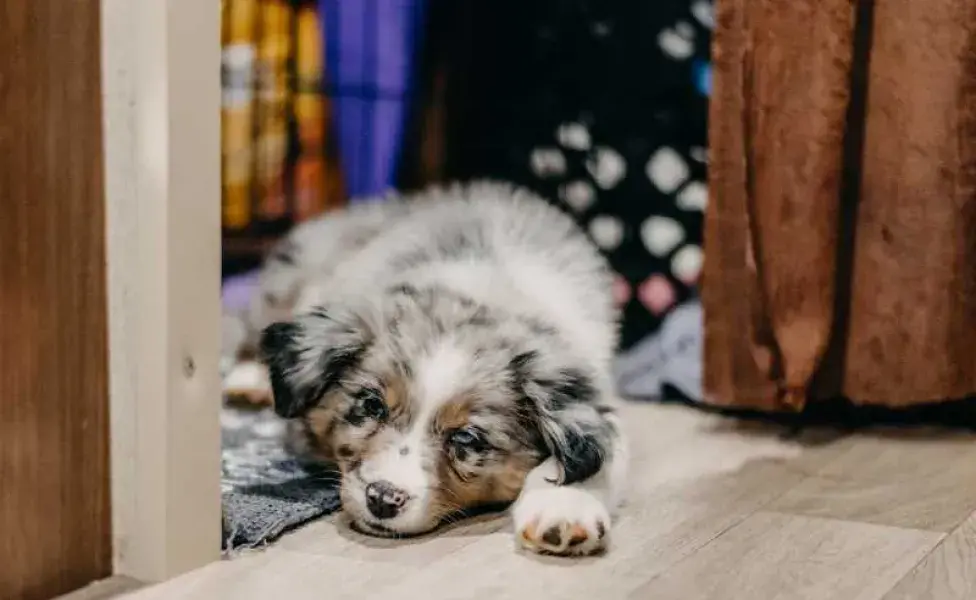 cachorro enfermo. Foto: Envato/jamiesuephotography