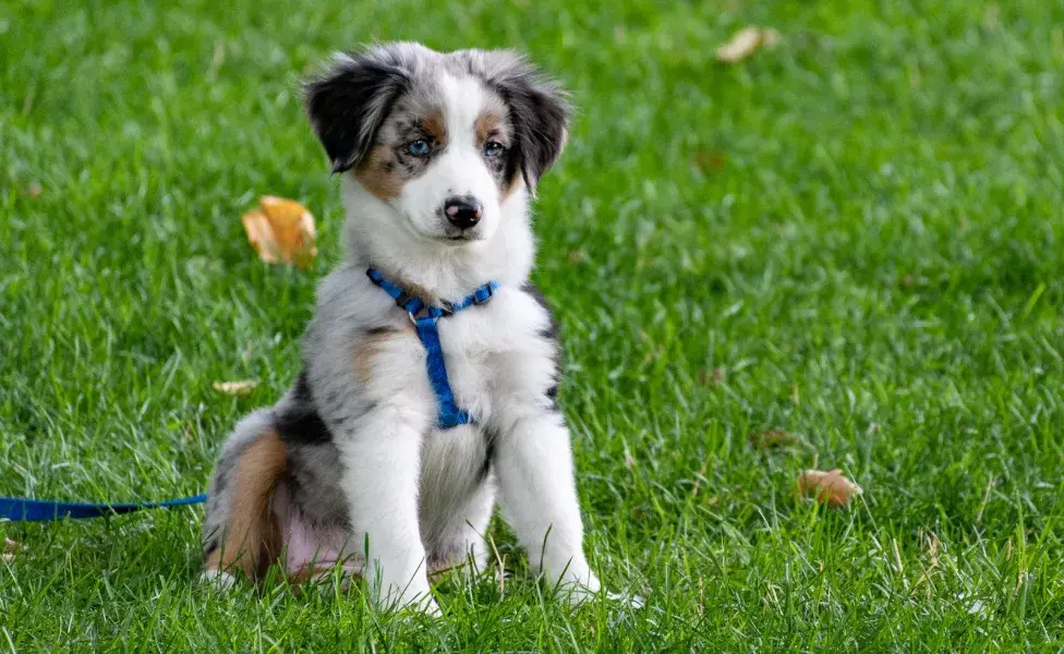 Es importante considerar que no todos los cachorros tienen la misma personalidad