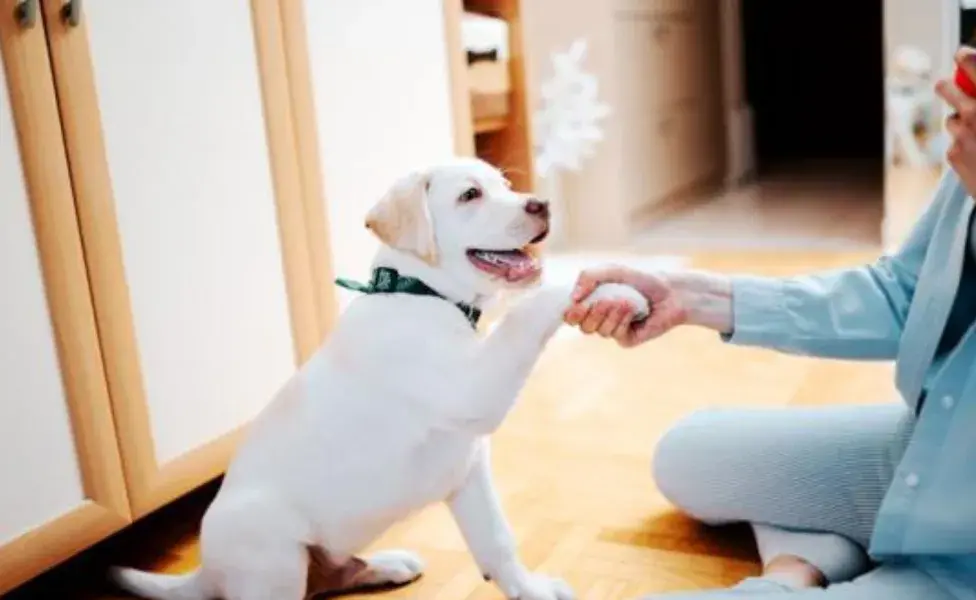 Con paciencia y entrenamiento adecuado, los perros pueden aprender y diferenciar entre varios idiomas