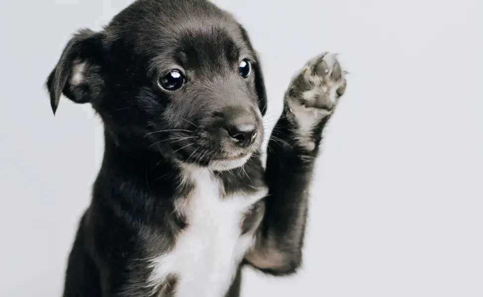 Los cachorros pueden desarrollar diversas personalidades, dependiendo de su raza.