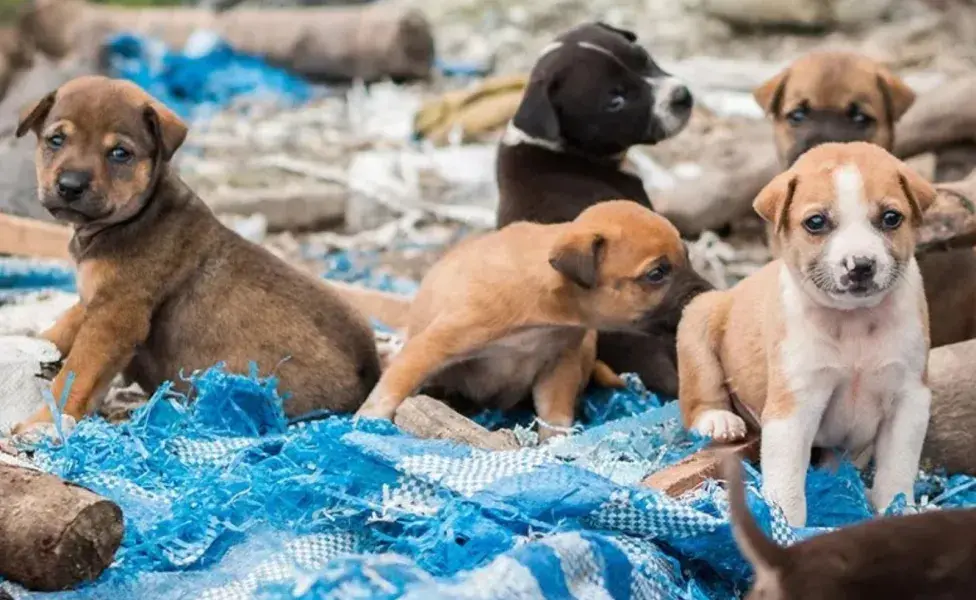 El 70% de los perros callejeros en la CDMX fueron abandonados por sus dueños