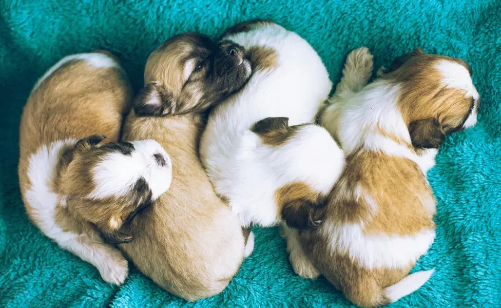 El instinto protector de las perras se activa para cuidar a sus cachorros y asegurar su crecimiento.